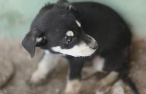 Invita DABA a proteger a las mascotas durante la temporada de calor