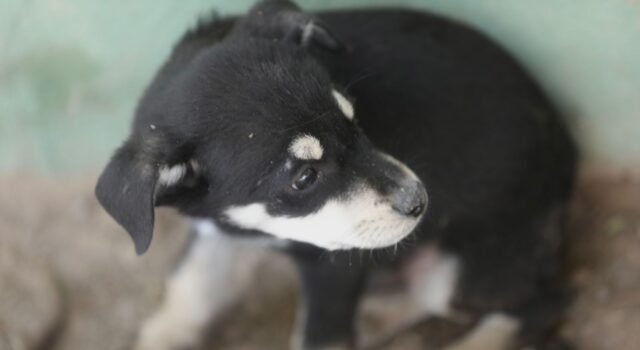 Invita DABA a proteger a las mascotas durante la temporada de calor