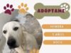 En espera de ser adoptados 62 perritos y 27 gatitos en DABA