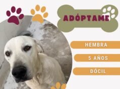 En espera de ser adoptados 62 perritos y 27 gatitos en DABA