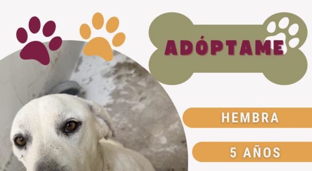 En espera de ser adoptados 62 perritos y 27 gatitos en DABA