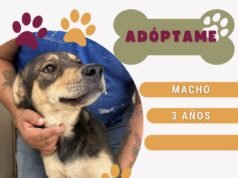 Listos para ser adoptados perritos y gatitos en DABA