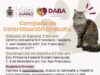 Prepara DABA esterilizaciones gratuitas para el próximo fin de semana