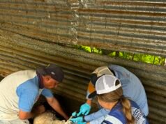 Continúa Gobierno del Estado barrido sanitario para prevenir el GBG