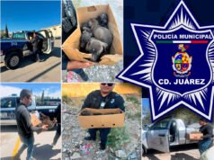 Resguardan Policías Municipales a cinco cachorros abandonados