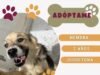 Aplica DABA 247 microchips y esteriliza a 564 animalitos el fin de semana
