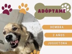 Aplica DABA 247 microchips y esteriliza a 564 animalitos el fin de semana