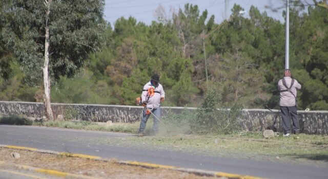 Dan mantenimiento integral a camellones de la calle Ing. David Herrera Jordán
