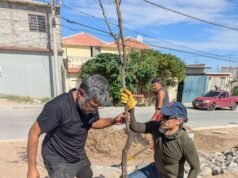 Plantan vecinos árboles en el camellón central de la calle Jaime Bermúdez