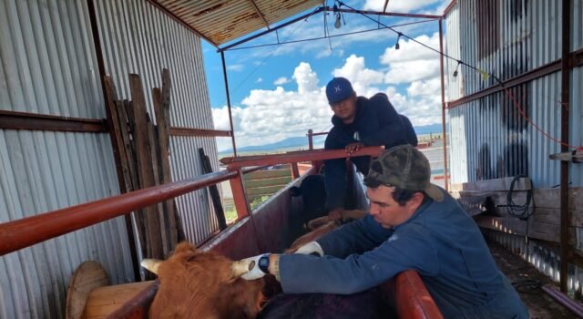 Informa SDR sobre protocolo de movilización segura para ganado