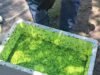 Aclara Secretaría de Desarrollo Rural que mosca estéril liberada contra el GBG no es identificable a simple vista