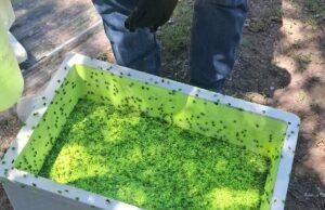 Aclara Secretaría de Desarrollo Rural que mosca estéril liberada contra el GBG no es identificable a simple vista