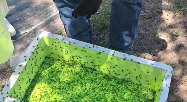 Aclara Secretaría de Desarrollo Rural que mosca estéril liberada contra el GBG no es identificable a simple vista