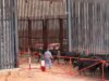 Tras contingencia por el GBG, Chihuahua reanuda exportación de ganado a EE. UU