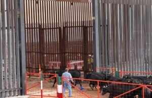 Tras contingencia por el GBG, Chihuahua reanuda exportación de ganado a EE. UU