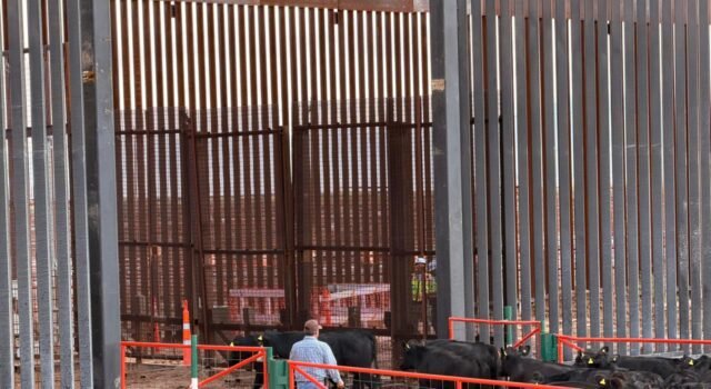 Tras contingencia por el GBG, Chihuahua reanuda exportación de ganado a EE. UU