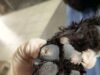 Detienen a presunto responsable de muerte de perrito Chow Chow