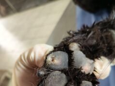 Detienen a presunto responsable de muerte de perrito Chow Chow