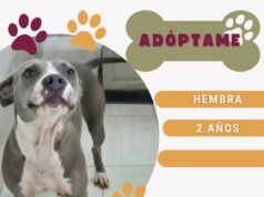 Perritos y gatitos en DABA esperan una familia