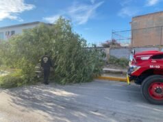Protección Civil mantiene atención por lluvias; retira árbol y desagua Paseo de la Victoria