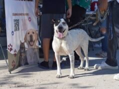 Realizó DABA varias actividades en favor de los animalitos este fin de semana