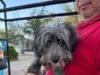 DABA refuerza la protección animal con microchips y esterilizaciones