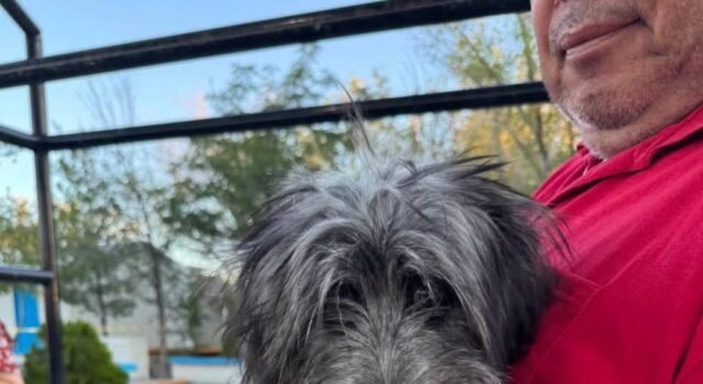 DABA refuerza la protección animal con microchips y esterilizaciones