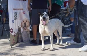 Realiza DABA varias actividades en favor de los animalitos