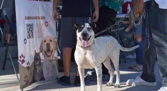 Realiza DABA varias actividades en favor de los animalitos