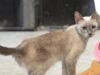 Suspenden adopciones de gatos durante octubre como medida de protección