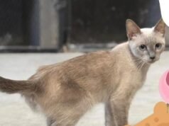 Suspenden adopciones de gatos durante octubre como medida de protección