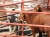 Se registra sacrificio de más de 2 mil animales durante septiembre
