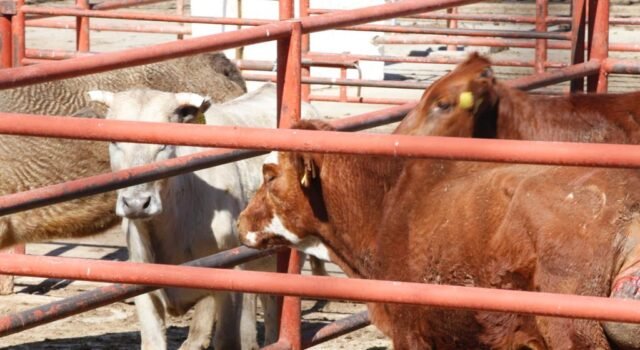 Se registra sacrificio de más de 2 mil animales durante septiembre