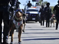 Destaca agrupamiento K9 de la SSPM importantes aseguramientos