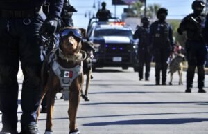 Destaca agrupamiento K9 de la SSPM importantes aseguramientos