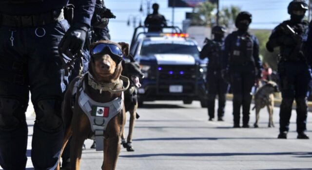 Destaca agrupamiento K9 de la SSPM importantes aseguramientos