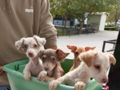 Esterilizó DABA 716 perritos y gatitos este fin de semana