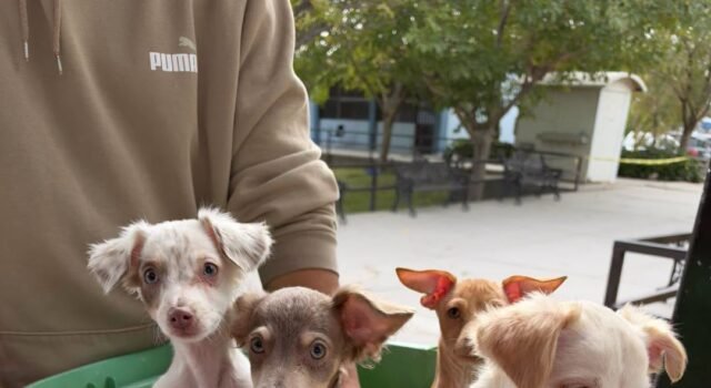 Esterilizó DABA 716 perritos y gatitos este fin de semana